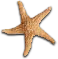 a starfish